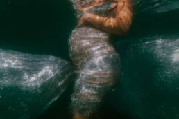photo martenité sous l'eau dans la mer
