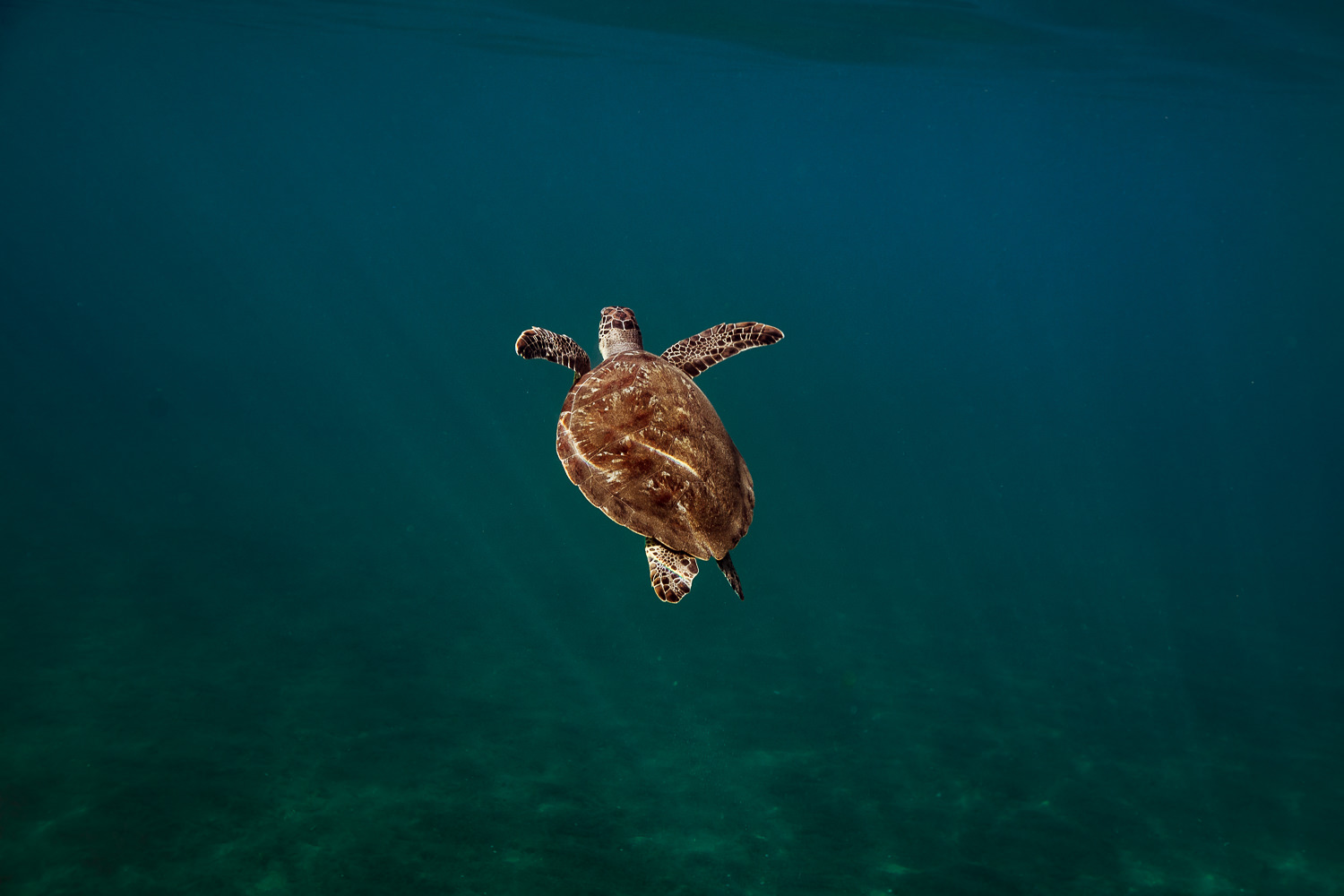 Photographe aquatique tortue de mer 