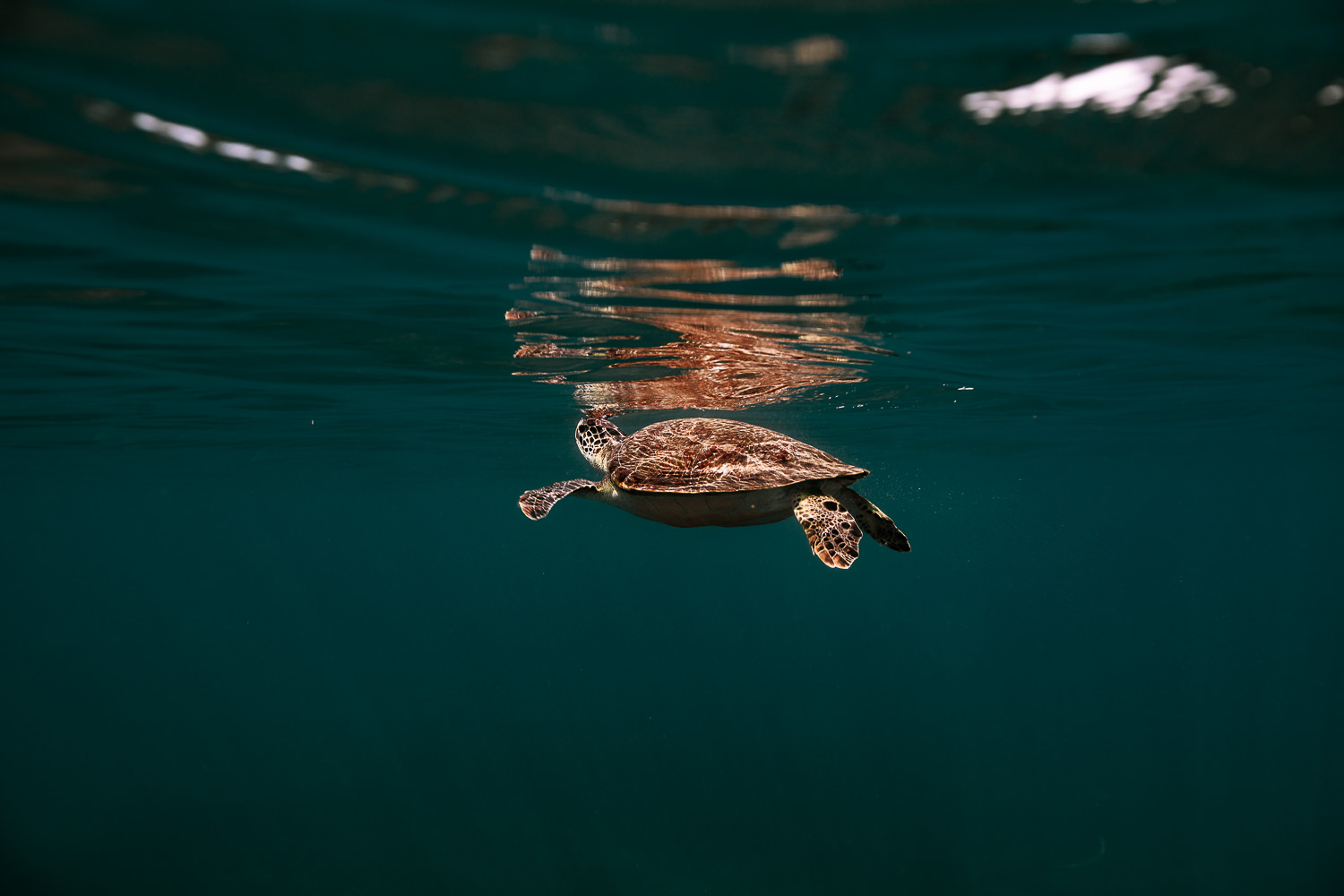 Photographe underwater tortue de mer 